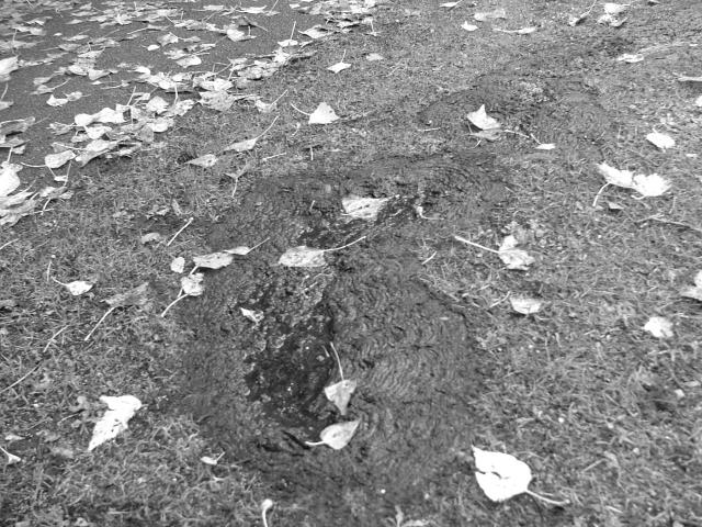 DSCF0589.JPG.jpg