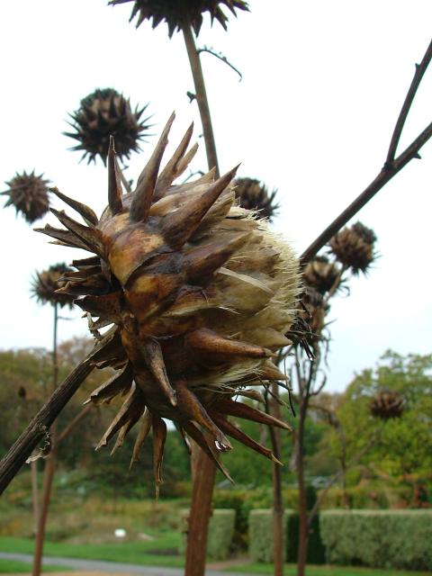 DSCF0632.JPG.jpg