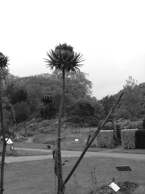 DSCF0633.JPG.jpg