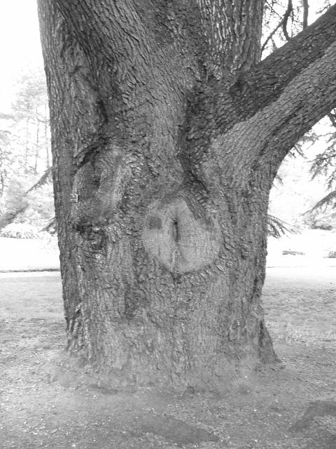 DSCF0650.JPG.jpg