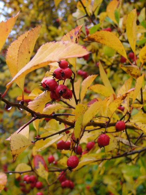 DSCF0654.JPG.jpg