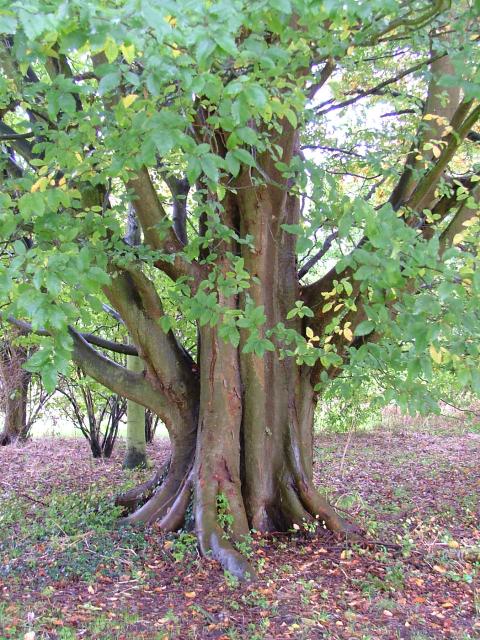 DSCF0664.JPG.jpg