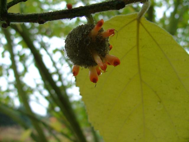 DSCF0670.JPG.jpg