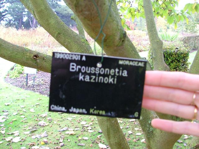 DSCF0675.JPG.jpg