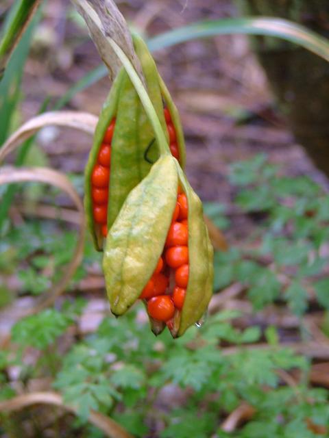 DSCF0705.JPG.jpg