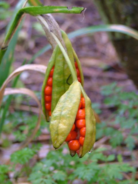 DSCF0706.JPG.jpg