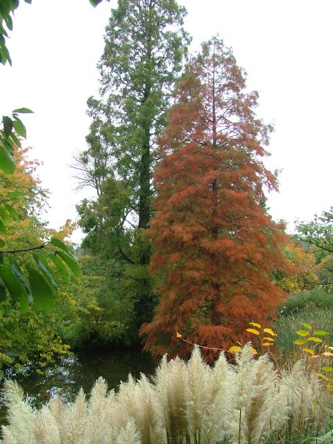 DSCF0707.JPG.jpg
