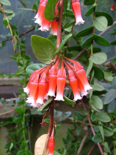 DSCF0711.JPG.jpg
