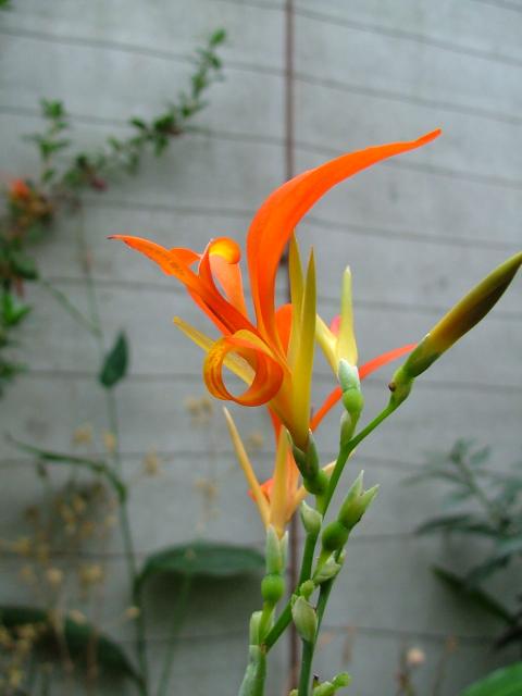 DSCF0712.JPG.jpg