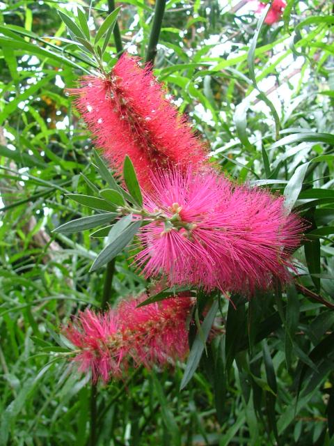 DSCF0713.JPG.jpg