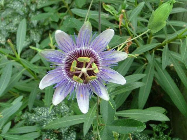 DSCF0715.JPG.jpg