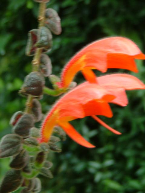 DSCF0719.JPG.jpg