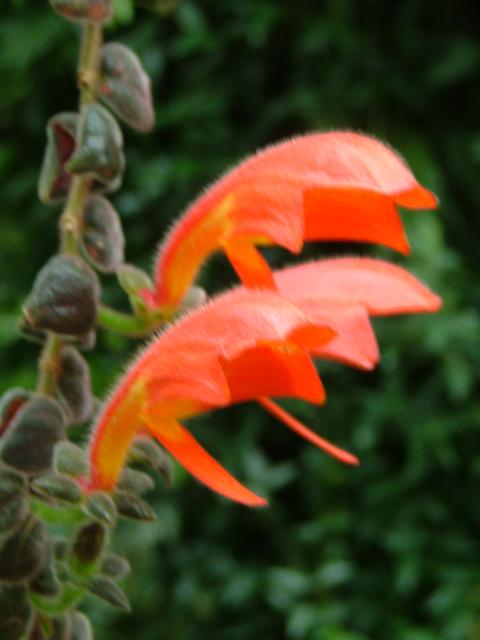 DSCF0720.JPG.jpg