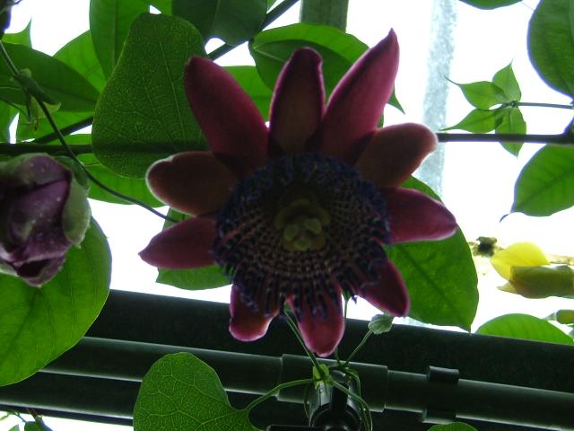 DSCF0724.JPG.jpg