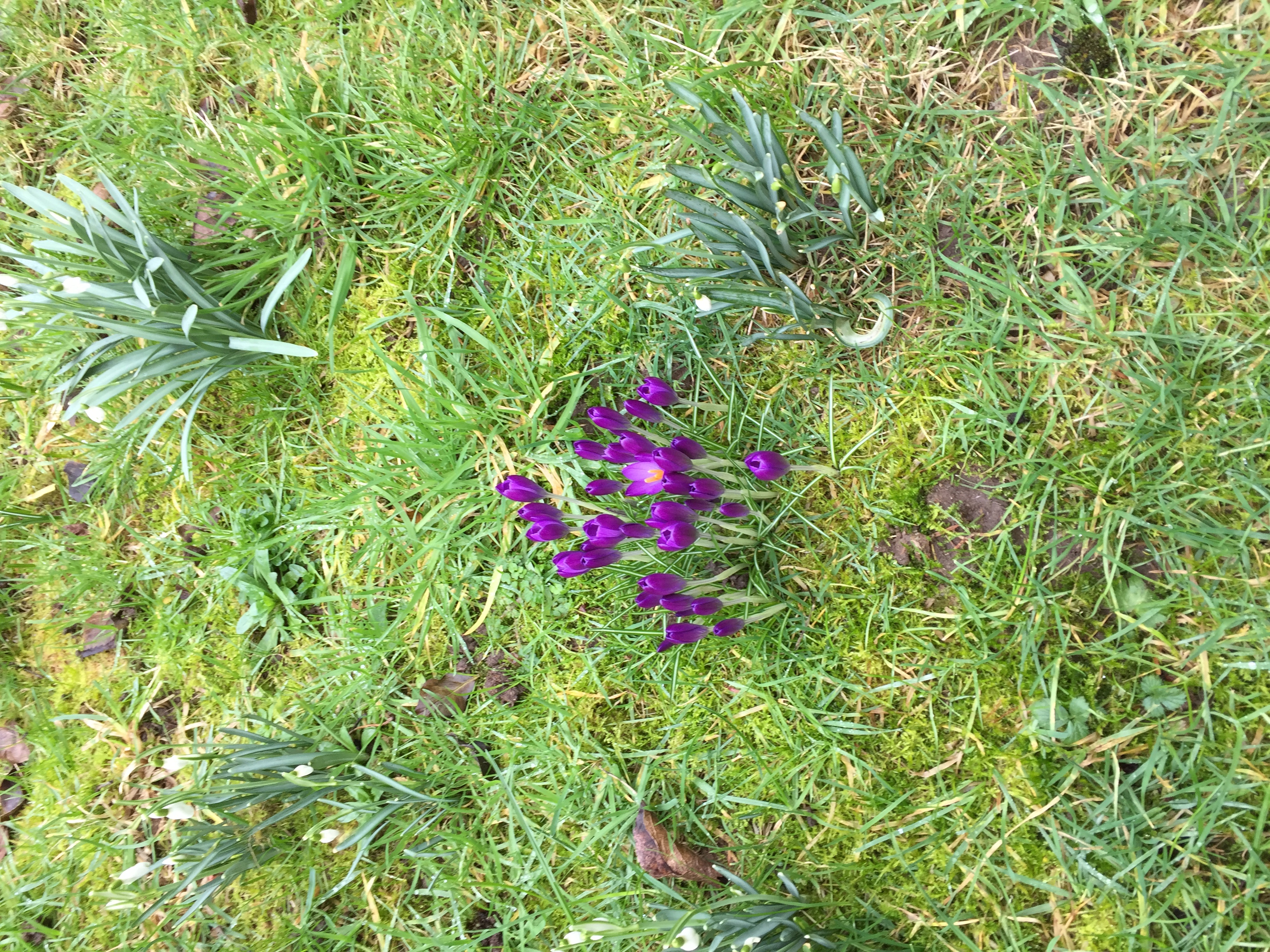 Enjoying the pleasurable result of someone else's hard work planting