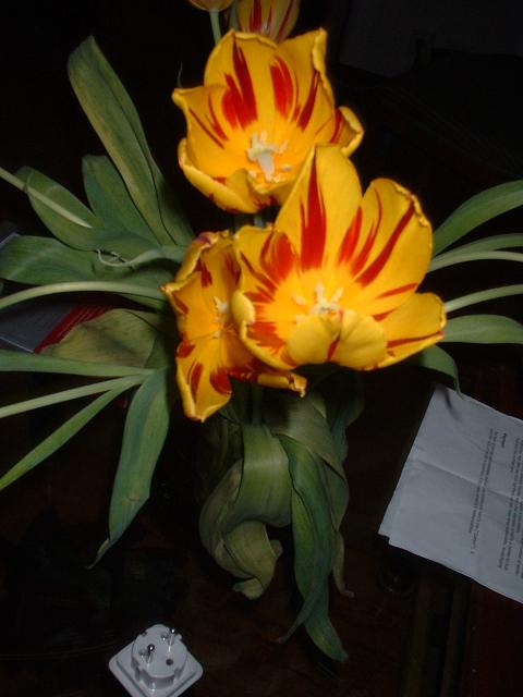 DSCF0001.JPG.jpg
