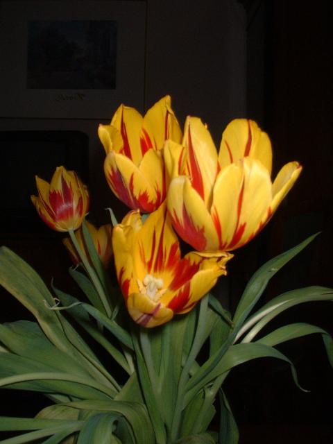 DSCF0002.JPG.jpg